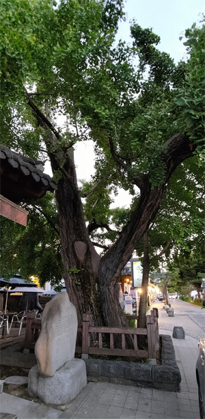 Jeonju - the oldest Ginkgo Tree
